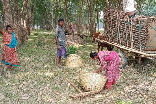 Madhupur rubber gardens: Where thousands collect leaves for livelihood