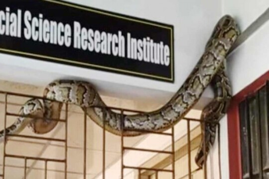 12 feet python long recovered from Chattogram University