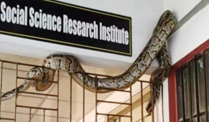 12 feet python long recovered from Chattogram University