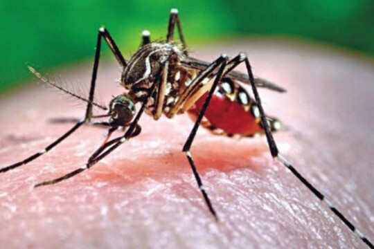 Dengue Fever: Symptoms, diagnosis, treatment, prevention