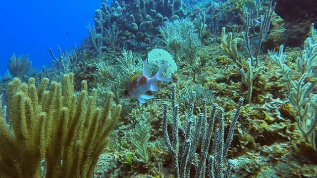 Climate change shrinks marine life richness near equator: study