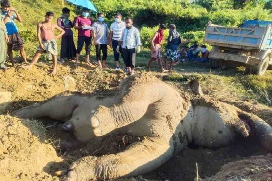 Another elephant found dead in Sherpur