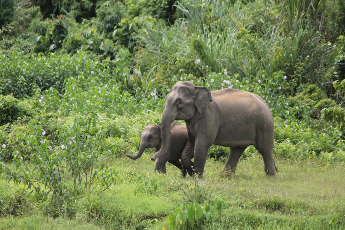 YouTube videos reveal Asian elephants may mourn their dead