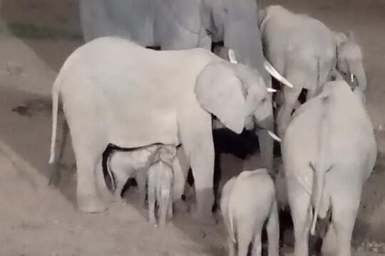 Rare elephant twins born in Kenya