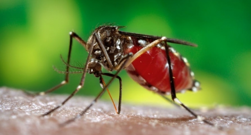 Two more dengue patients die, new cases 462