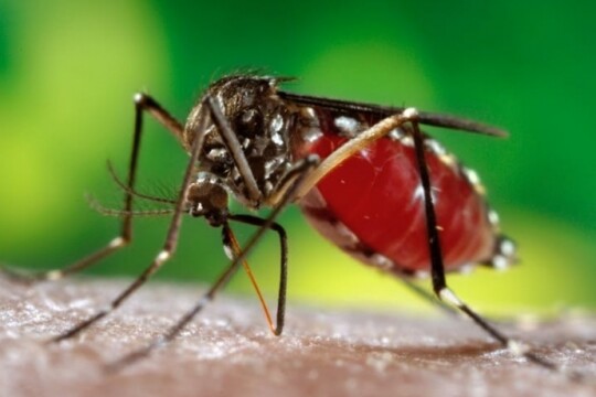 Bangladesh logs this year's first dengue death