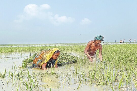 Sunamganj farmers apprehend missing Boro harvest