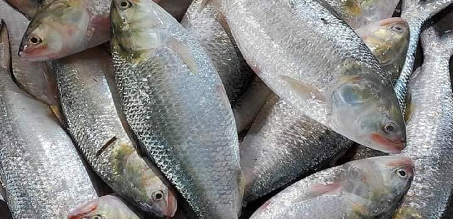 Cox’s Bazar fishermen rejoice as Bay swarms with ilish