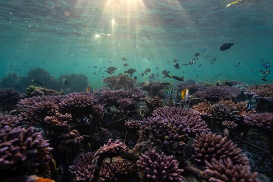 'Reef stars' promote new growth in Bali's dying coral ecosystem