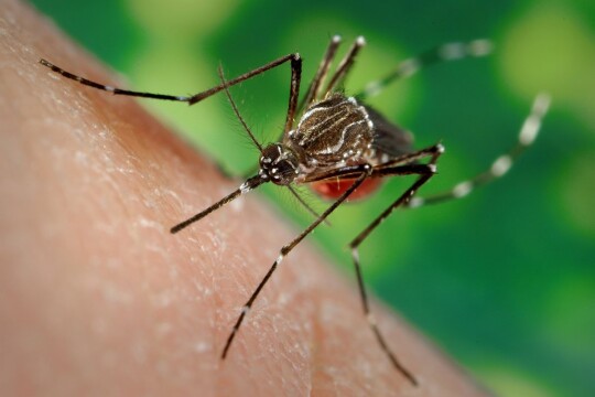 96 dengue patients hospitalized in 24 hrs
