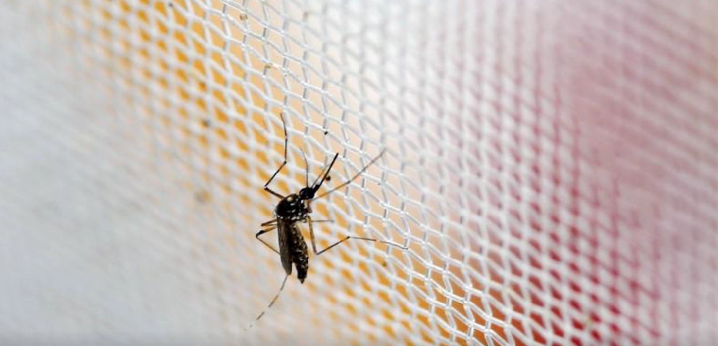 Super-resistant mosquitoes in Asia pose growing threat