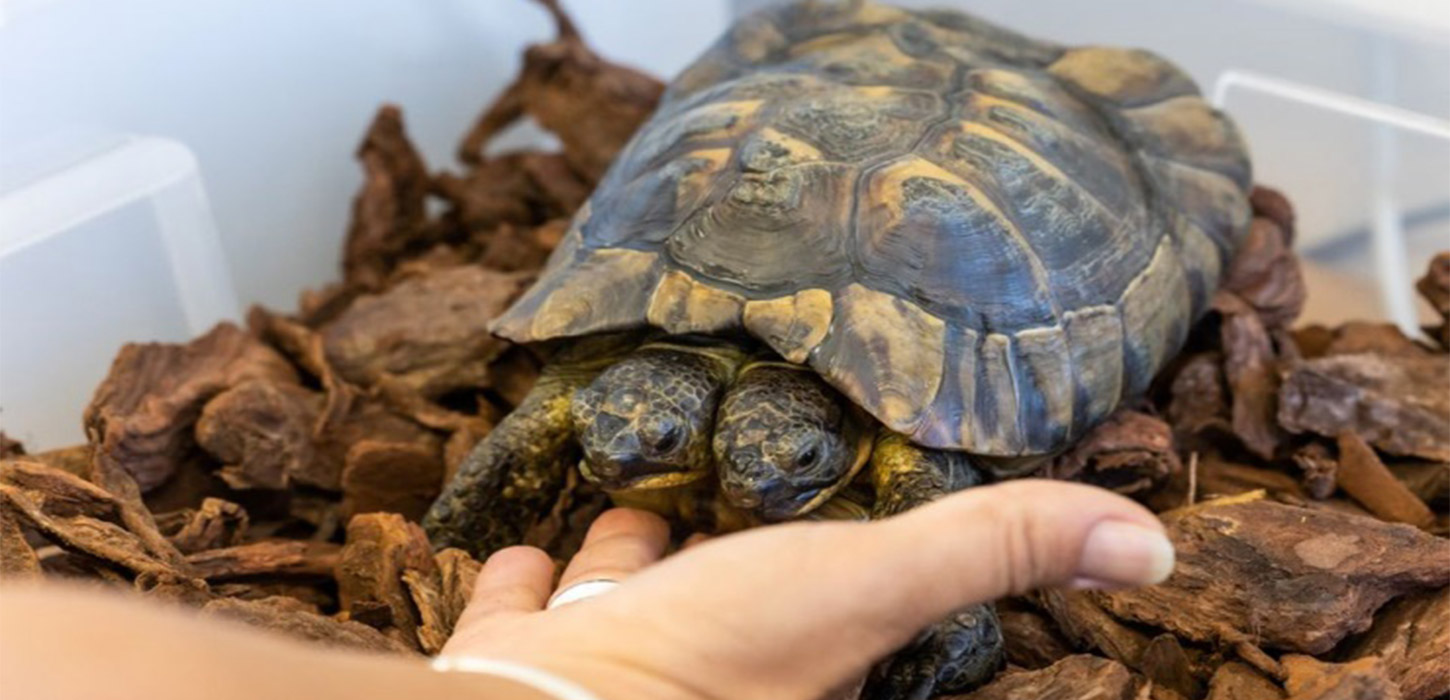 Double celebration: Two-headed tortoise Janus turns 25