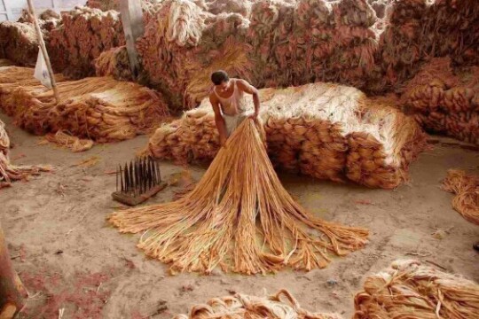 Bangladesh is now the top jute producing country in the world