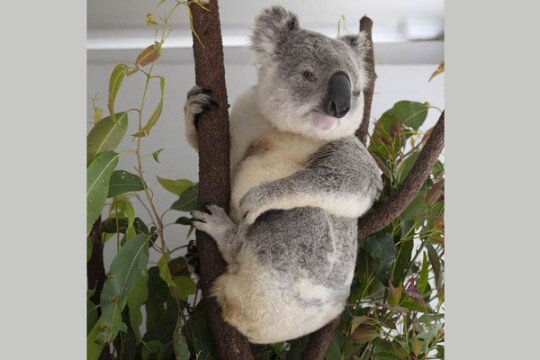 ‘Koala massacre’ brings hundreds of animal cruelty charges