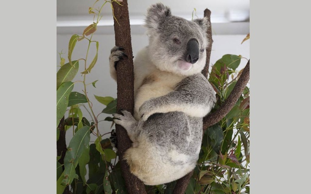 ‘Koala massacre’ brings hundreds of animal cruelty charges