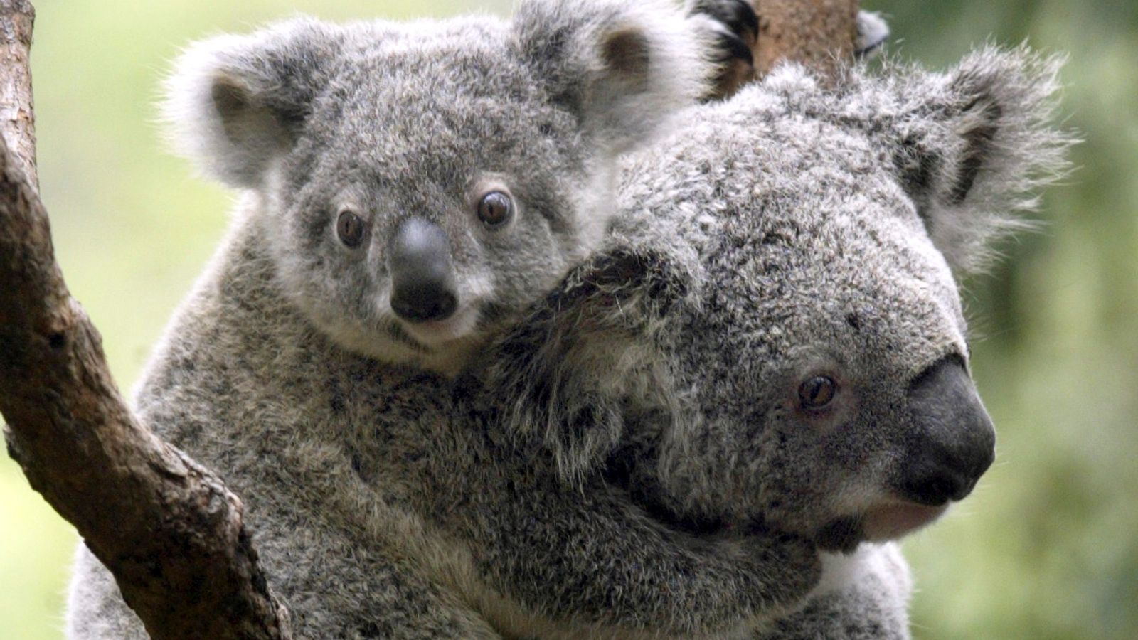 Australia classifies koalas at eastern coast as endangered