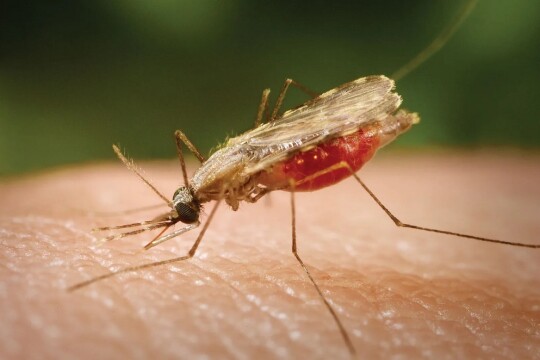 Rangamati’s Jurachari logs 388 malaria cases in two months