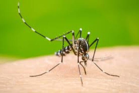 Dengue claims 7 more lives