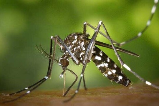 Dengue claims 4 lives in 24 hrs