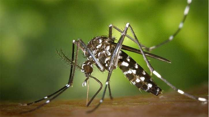 Dengue claims 33 lives in 9 months