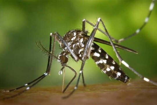 Five die of dengue, 284 others hospitalised in 24 hours