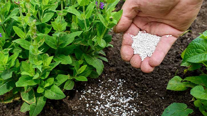 Govt to procure 1 lakh metric tonnes of fertilizer