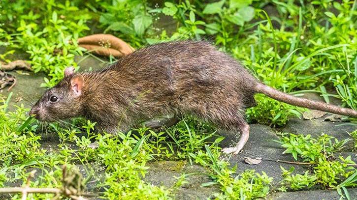 Rats eat up nearly 5pc crops in Bangladesh: experts