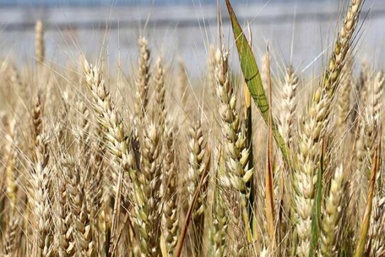 Bangladesh to import 500,000 tonnes of wheat from Russia