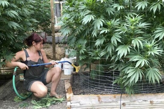 Costa Rica congress approves legalisation of marijuana for medicinal use