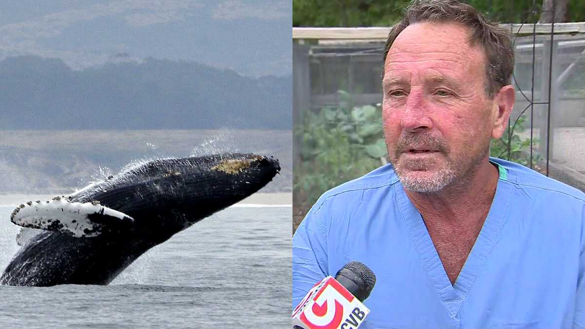 Humpback whale spits out lobsterman - Here's the real-life Pinocchio