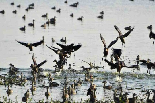 Rani Sagar Lake wears colourful look as migratory birds flock