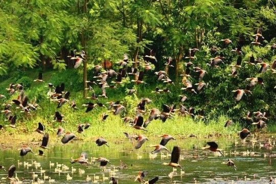 Migratory birds flocking into Comilla lakes