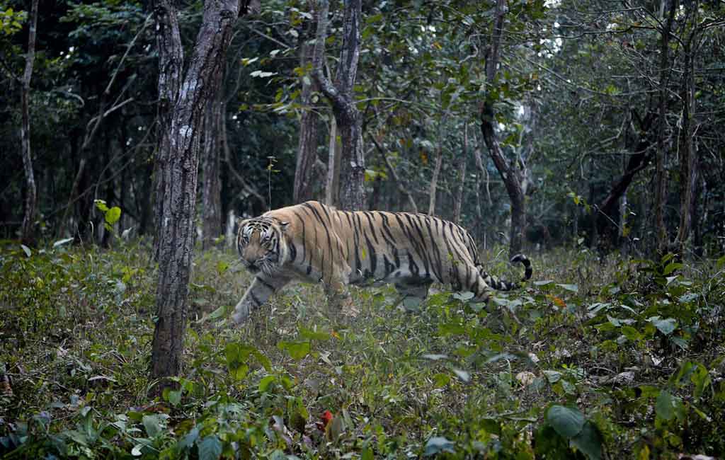 India saw record 126 tiger deaths in 2021