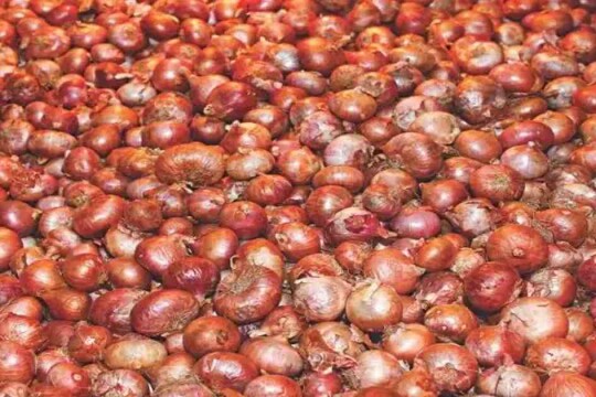 Magura onion farmers in tears as prices plummet