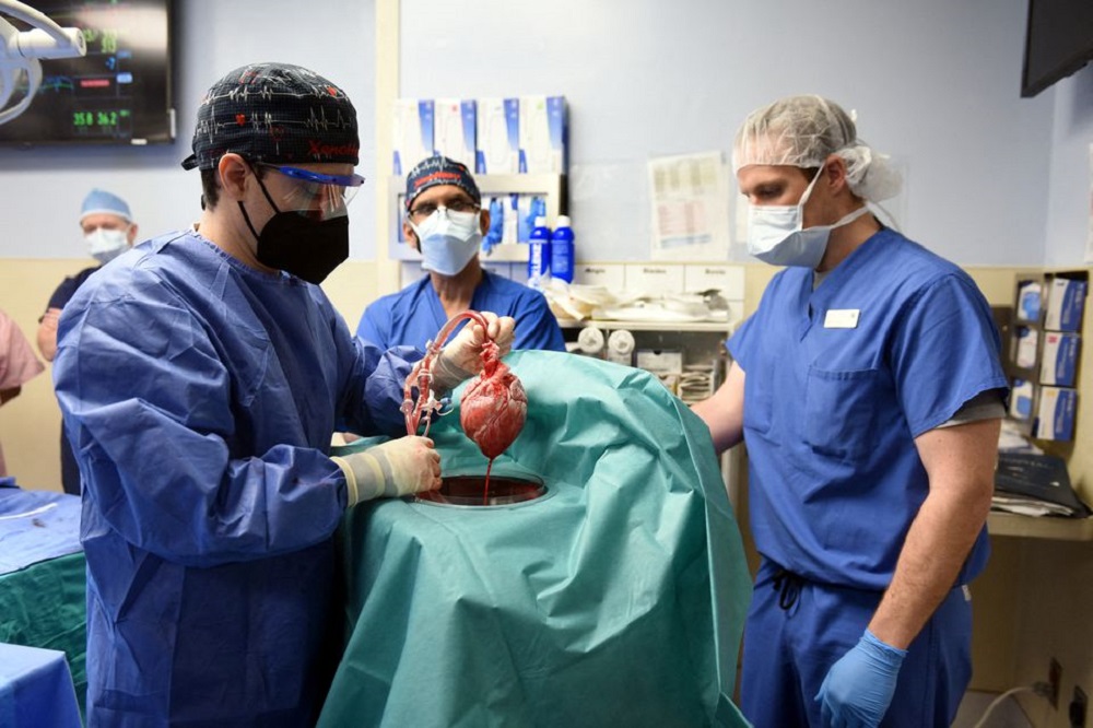 US man recovering after 'breakthrough' pig-heart transplant