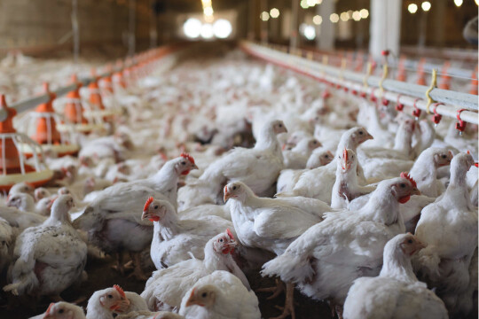 South Africa reports bird flu outbreak