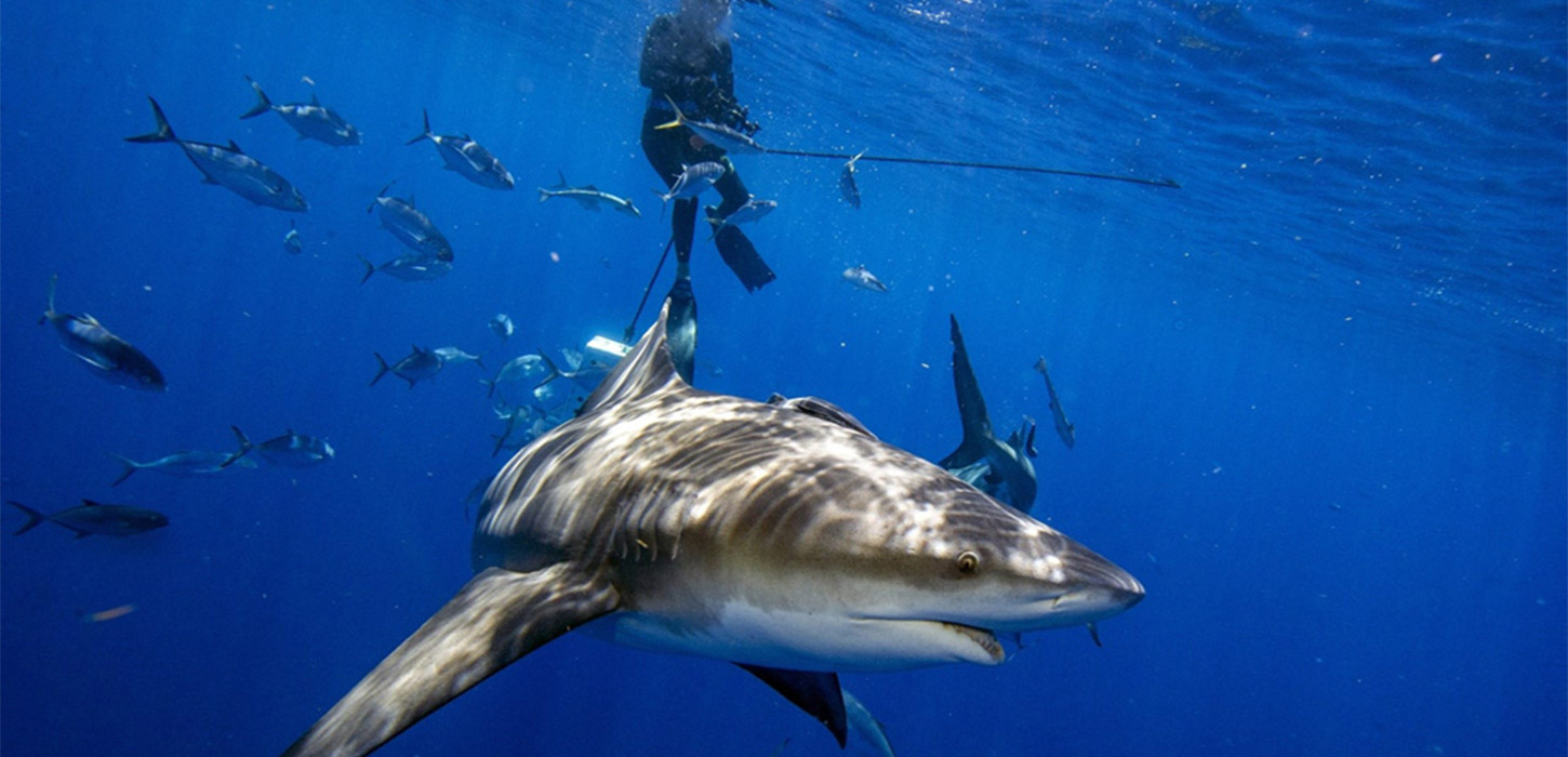 American woman killed by shark while snorkeling in Bahamas
