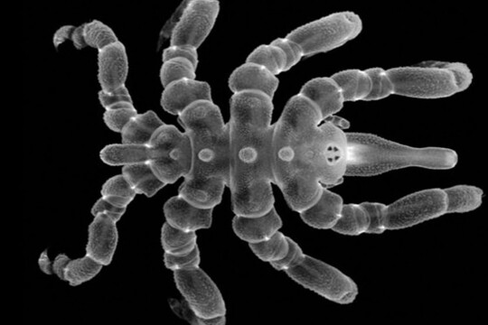 Sea spiders can regrow body parts, not just limbs