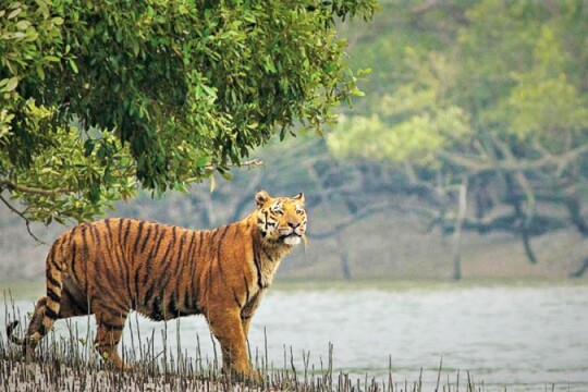 Tiger's presence stokes fear among Sharankhola villagers