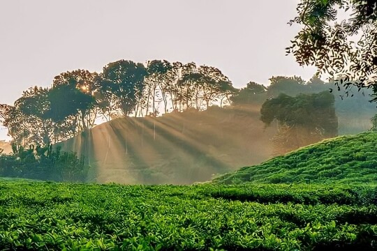 Tea gardens of Bangladesh: Battling insufficient rain and scorching temperatures