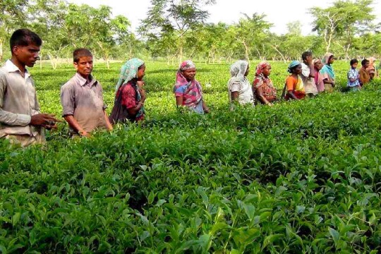 Tea workers divided over new wage fixed by PM