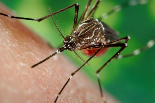 85 dengue patients hospitalised, one dies