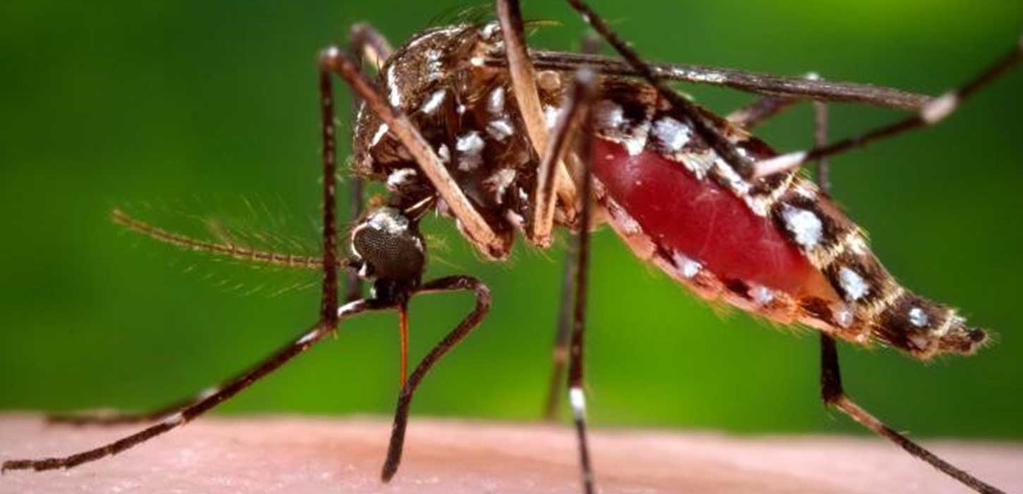 2 dengue patients dead, 65 hospitalised
