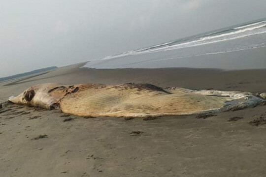 Back to back whale carcass in Cox's Bazar