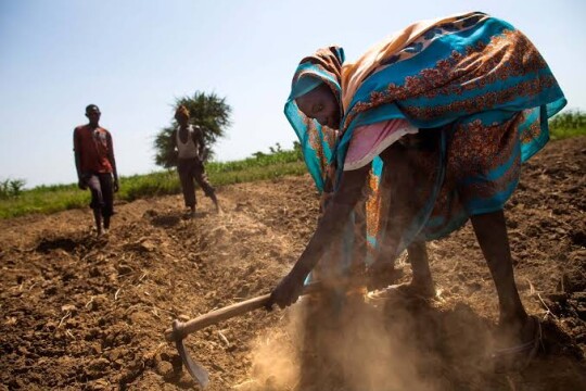 South Sudanese soil awaiting Bangladeshi crops?