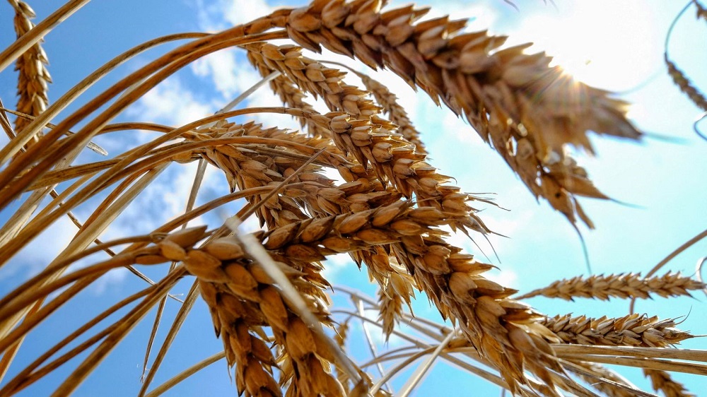First Ukrainian wheat shipments expected next week: UN