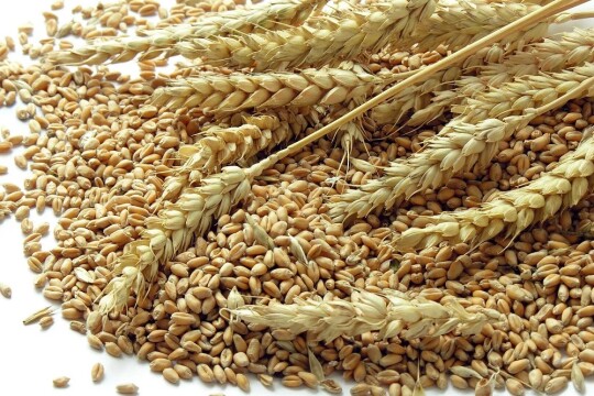 India to resume wheat exports to Bangladesh, 4 other nations